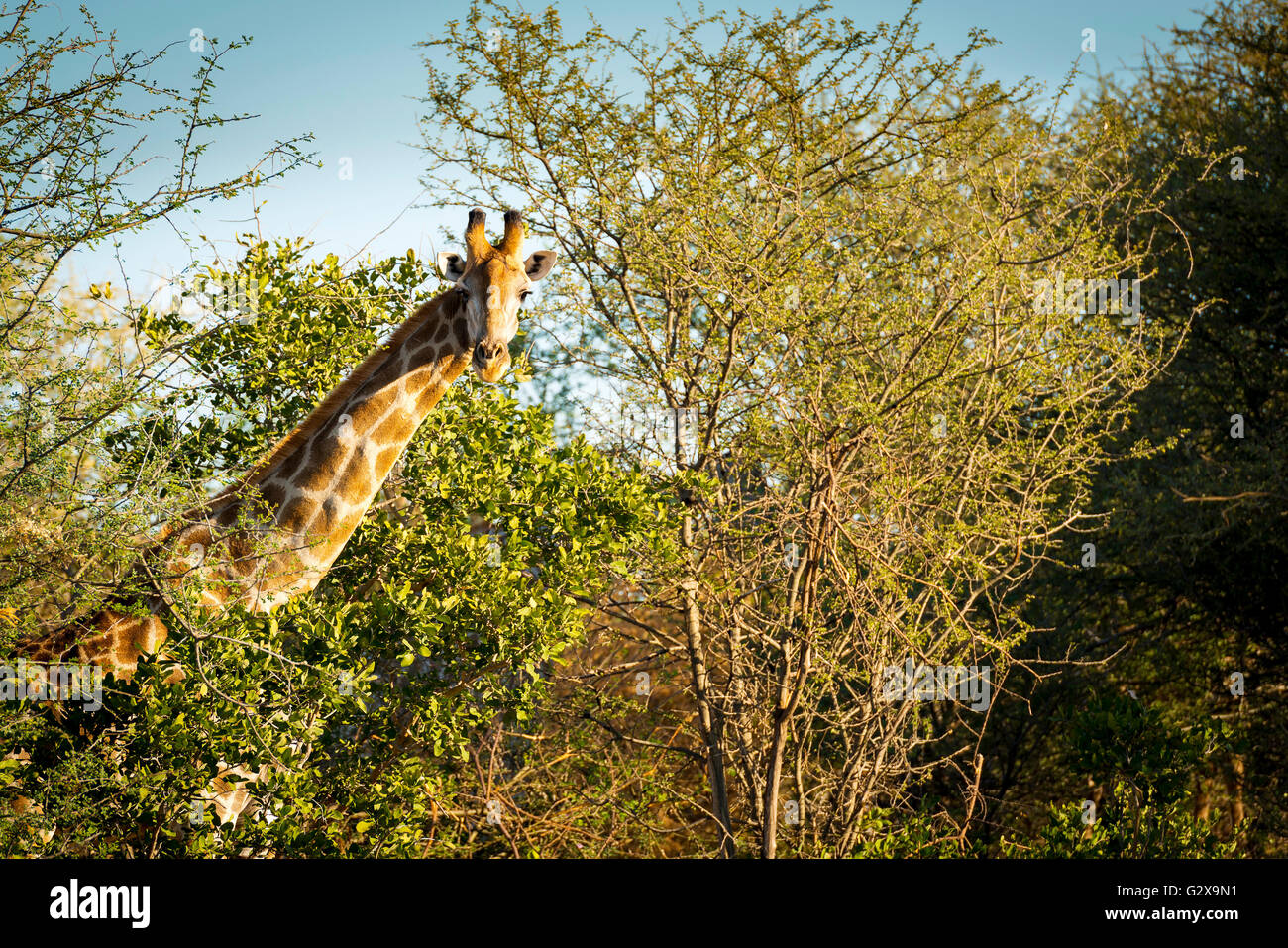 Giraffe with long neck in the wild near Kasane in Botswana, Africa Stock Photo