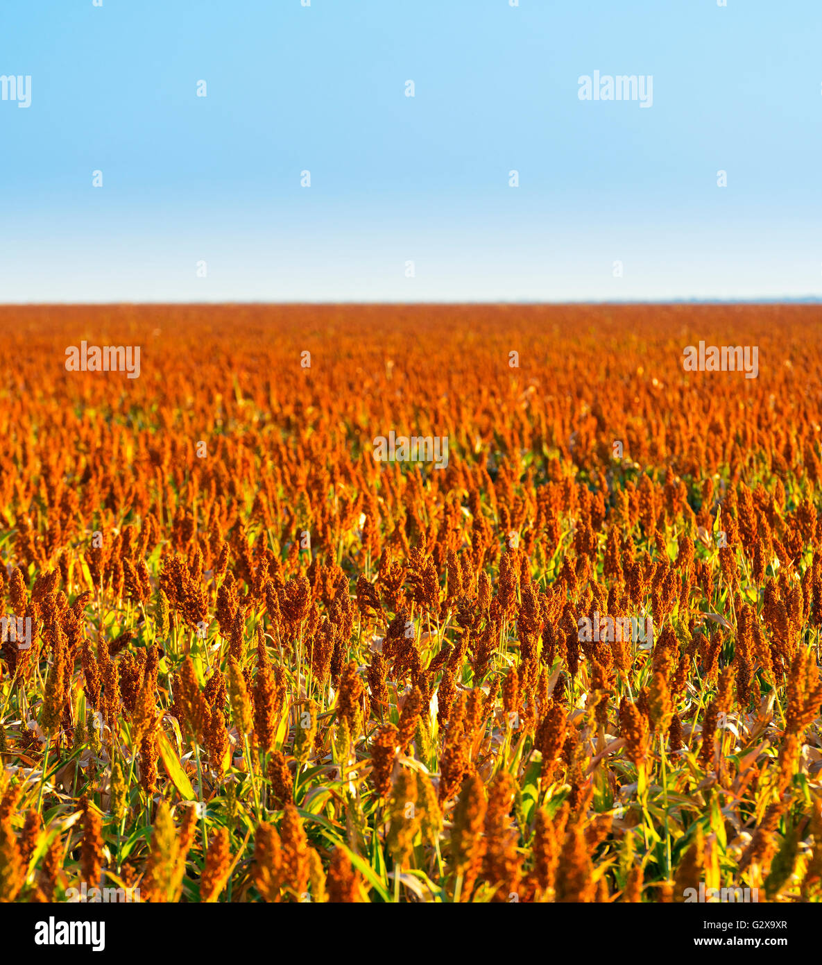 Sorghum field hi-res stock photography and images - Alamy