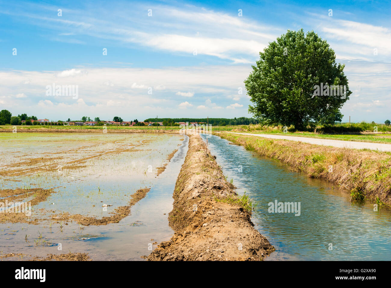 Flooded rice field in Lomellina (north of Italy) Stock Photo