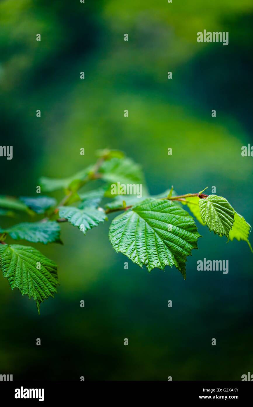 Leaves on branch in Spring isolated Stock Photo