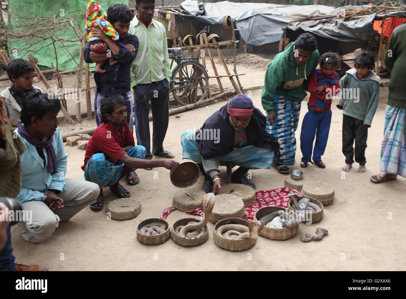 deadly snakes coming out of the baskets during a display by snake charmers in west bengal Stock Photo