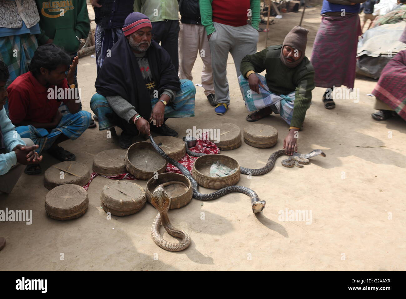 different types of snakes,including cobra,coming out of snake charmer's basket,at a village in west bengal Stock Photo