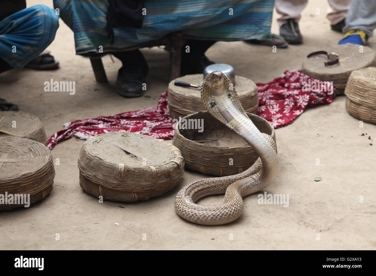 a cobra with it's hood,just out of the snake charmer's basket Stock Photo
