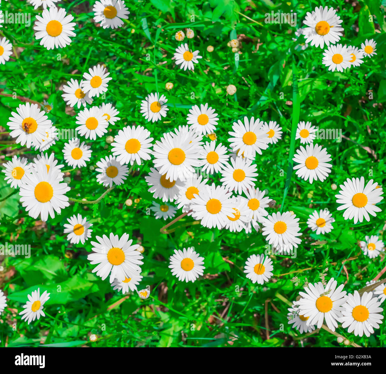 Blooming chamomile flowers on field in summer Stock Photo