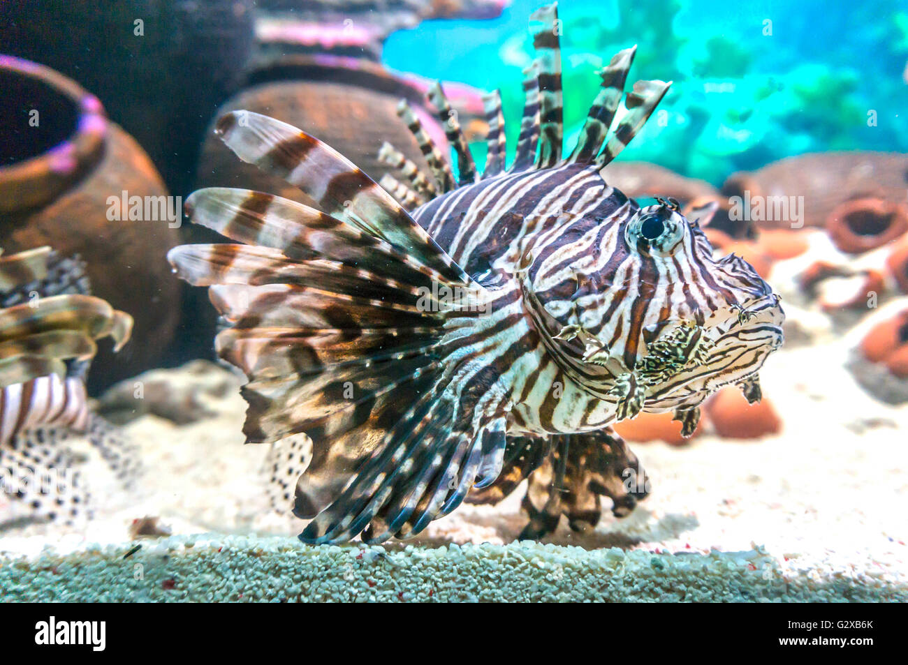Lionfish Stock Photo