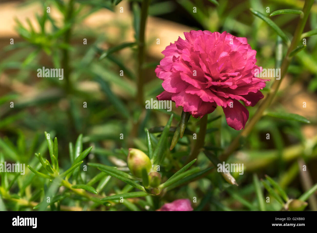 Blooming Peony Pink Flowers With Blurred Background Stock Photo - Alamy