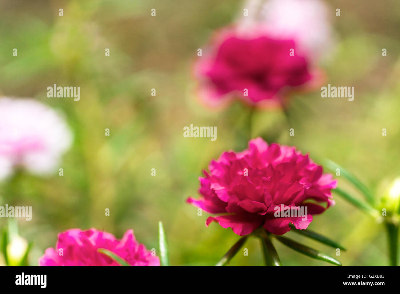 Blooming Peony Pink Flowers With Blurred Background Stock Photo - Alamy