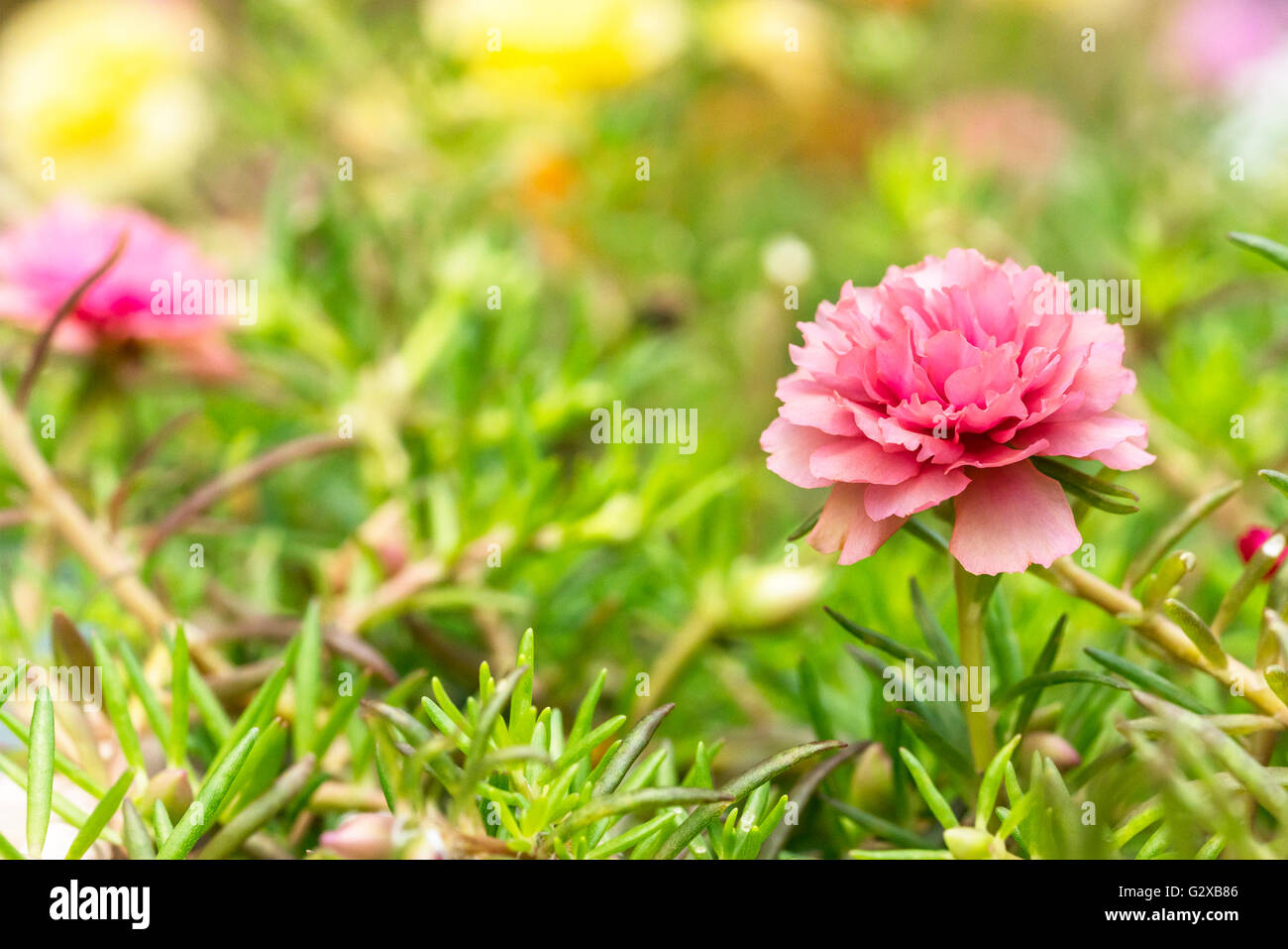 Blooming Peony Pink Flowers With Blurred Background Stock Photo - Alamy