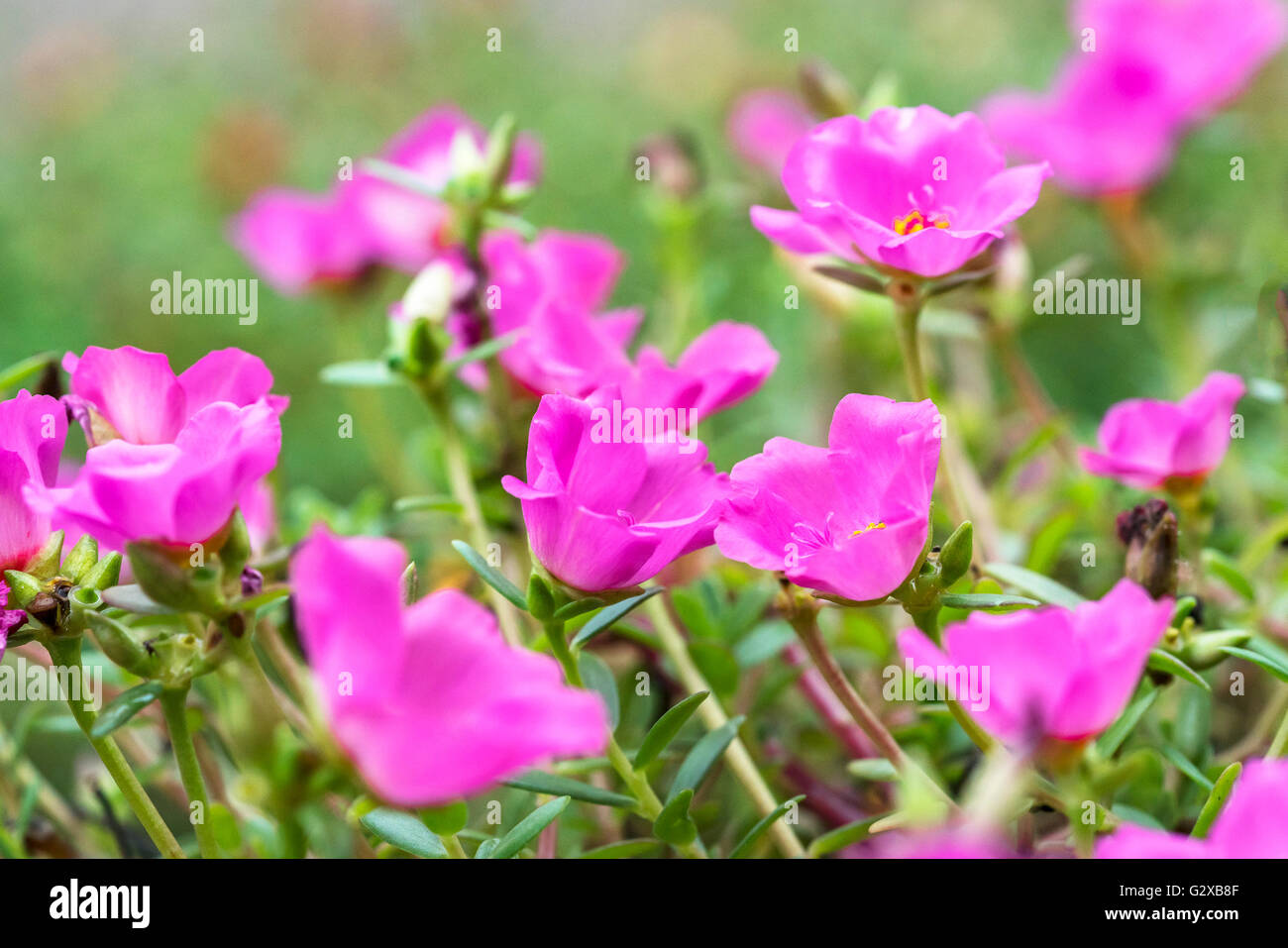 Pink flower with blurred background Stock Photo - Alamy