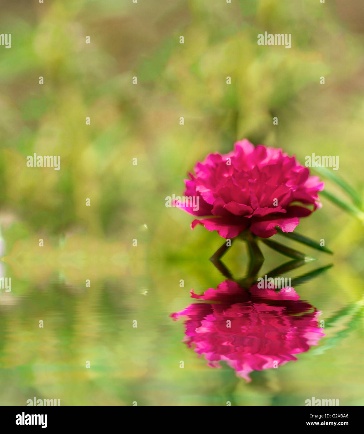 Blooming Peony Pink Flowers With Blurred Background Stock Photo - Alamy