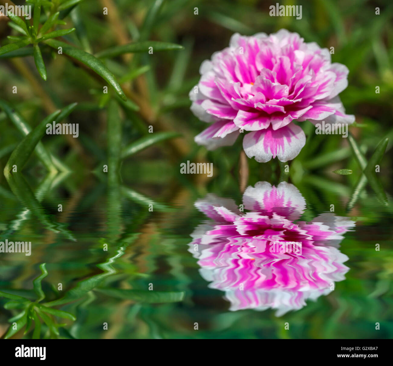 Blooming Peony Pink Flowers With Blurred Background Stock Photo - Alamy