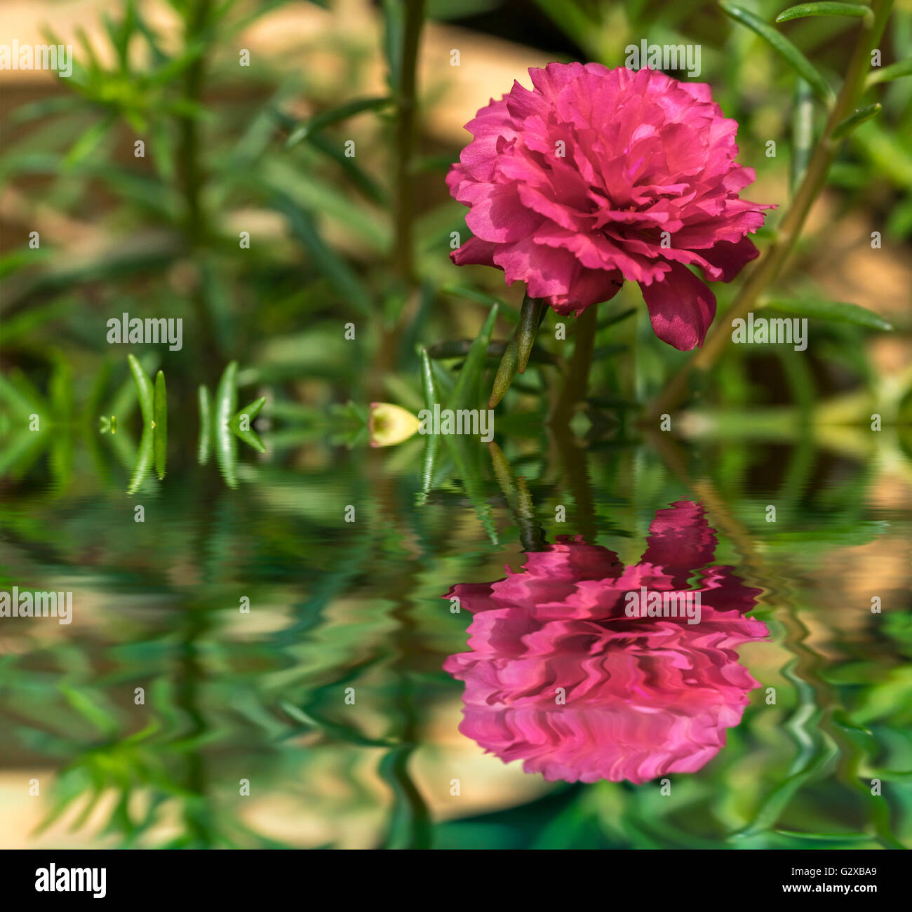 Blooming Peony Pink Flowers With Blurred Background Stock Photo - Alamy