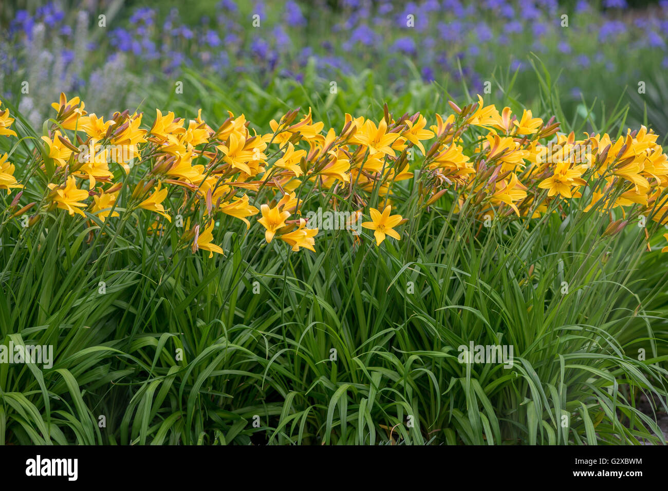 Daylily yellow daylilies Hemerocallis thunbergii Stock Photo