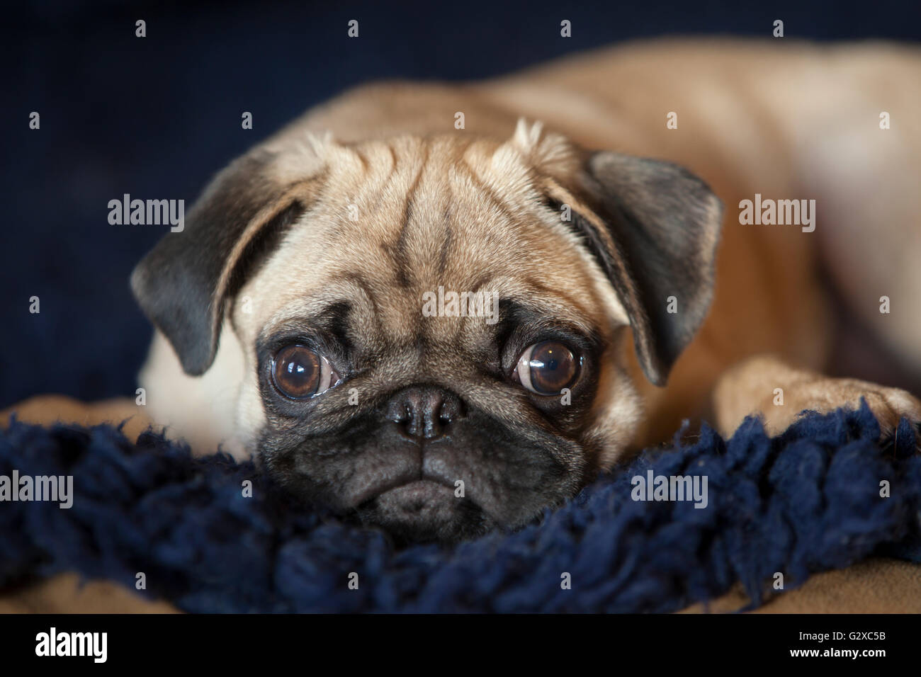 Pug, puppy, lying down Stock Photo Alamy