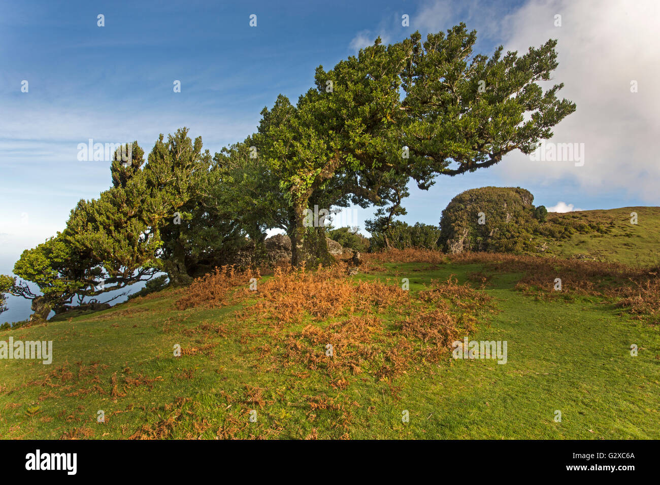 Old Bay Laurel Trees (Laurus nobilis), Maderira, Portugal Stock Photo