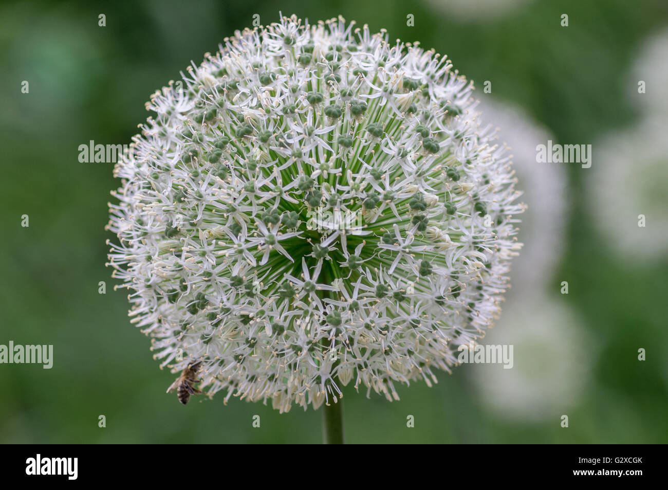 White giant garlic flowers close up Allium giganteum Stock Photo Alamy