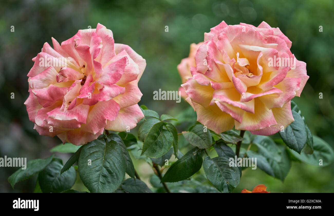 Two beautiful yellow roses with pink petal edges Stock Photo