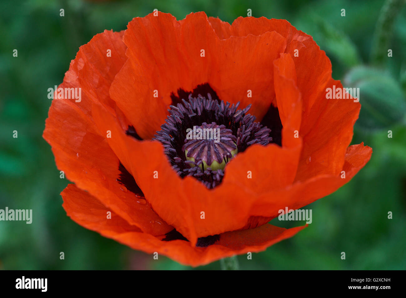 Red poppy close up Papaver somniferum Stock Photo