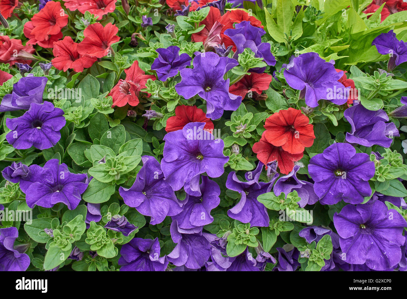 Cluster of red and violet petunias petunia Stock Photo