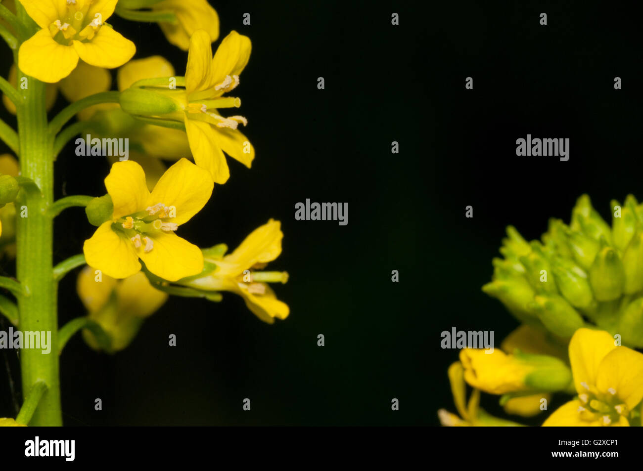 Closeup macro of a Garlic Mustard Weed Flower. Stock Photo