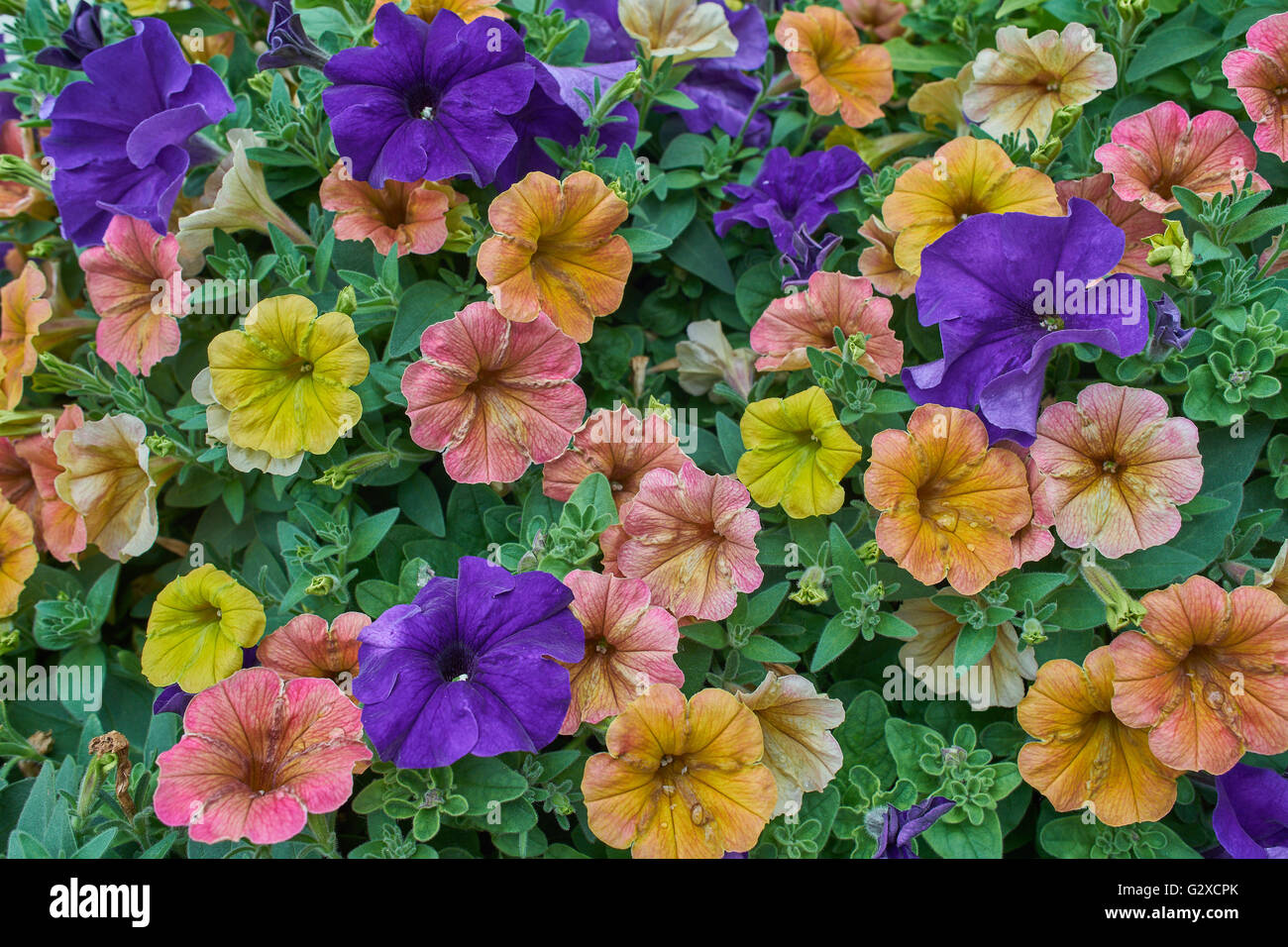 Cluster of multicolor petunias petunia Stock Photo