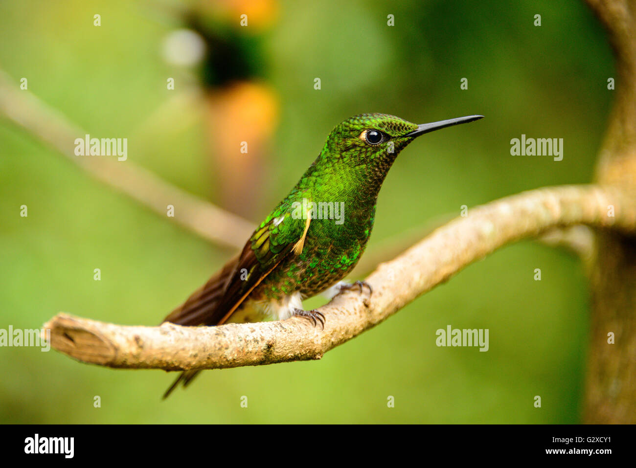 Humming birds in the Cocora Valley near Salento in Colombia Stock Photo