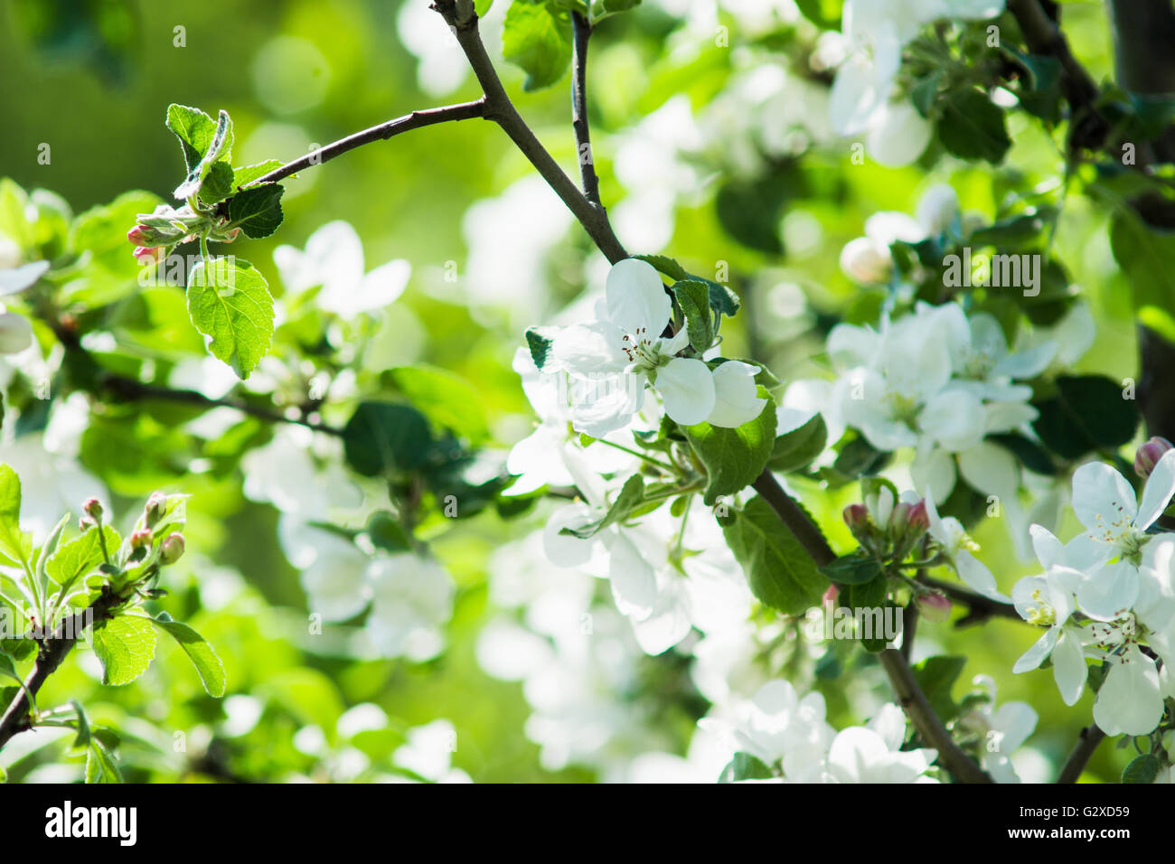 Blooming apple tree in the garden. Shallow depth of field Stock Photo ...