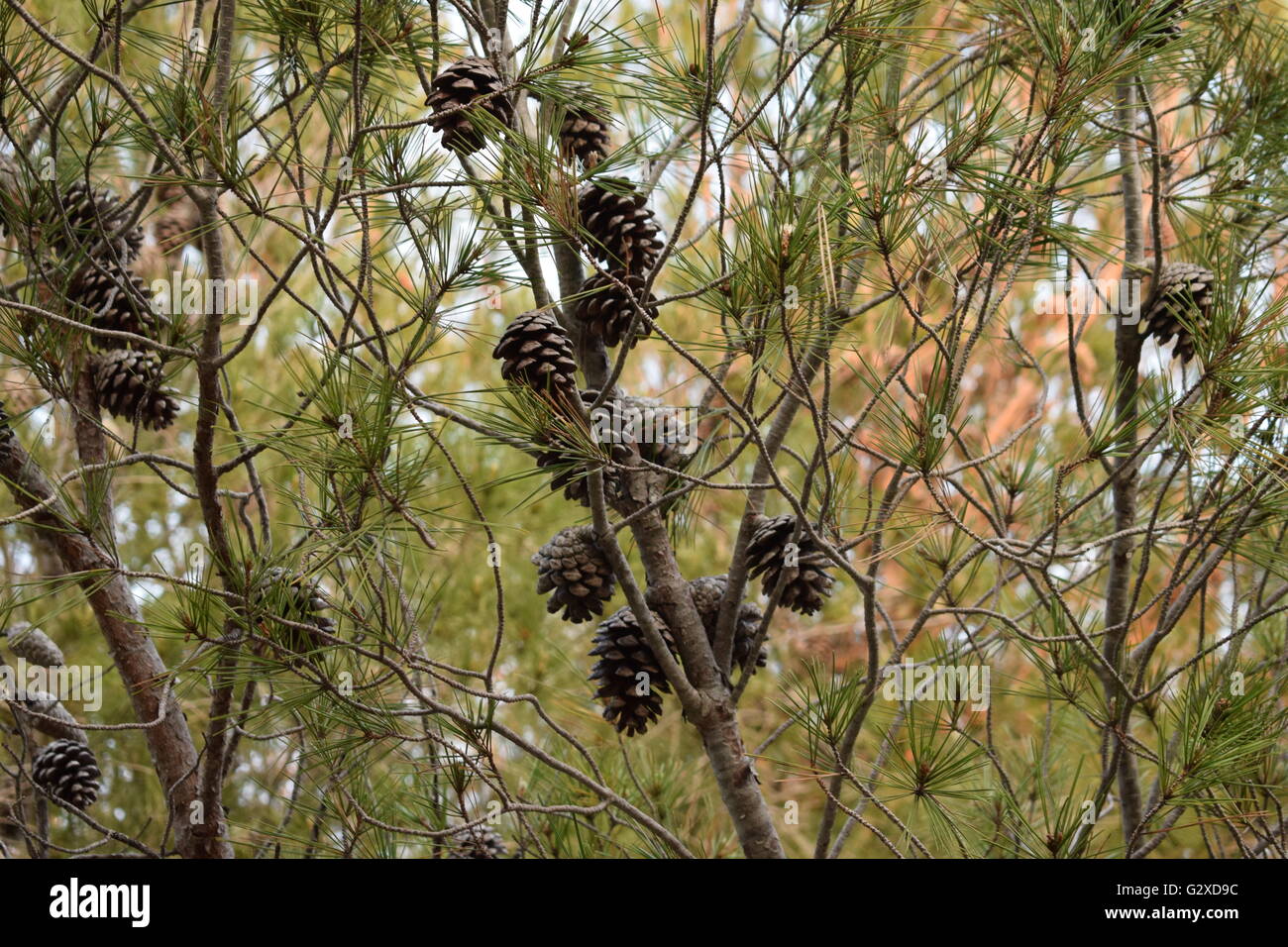 Pine cones on a tree at early evening Stock Photo