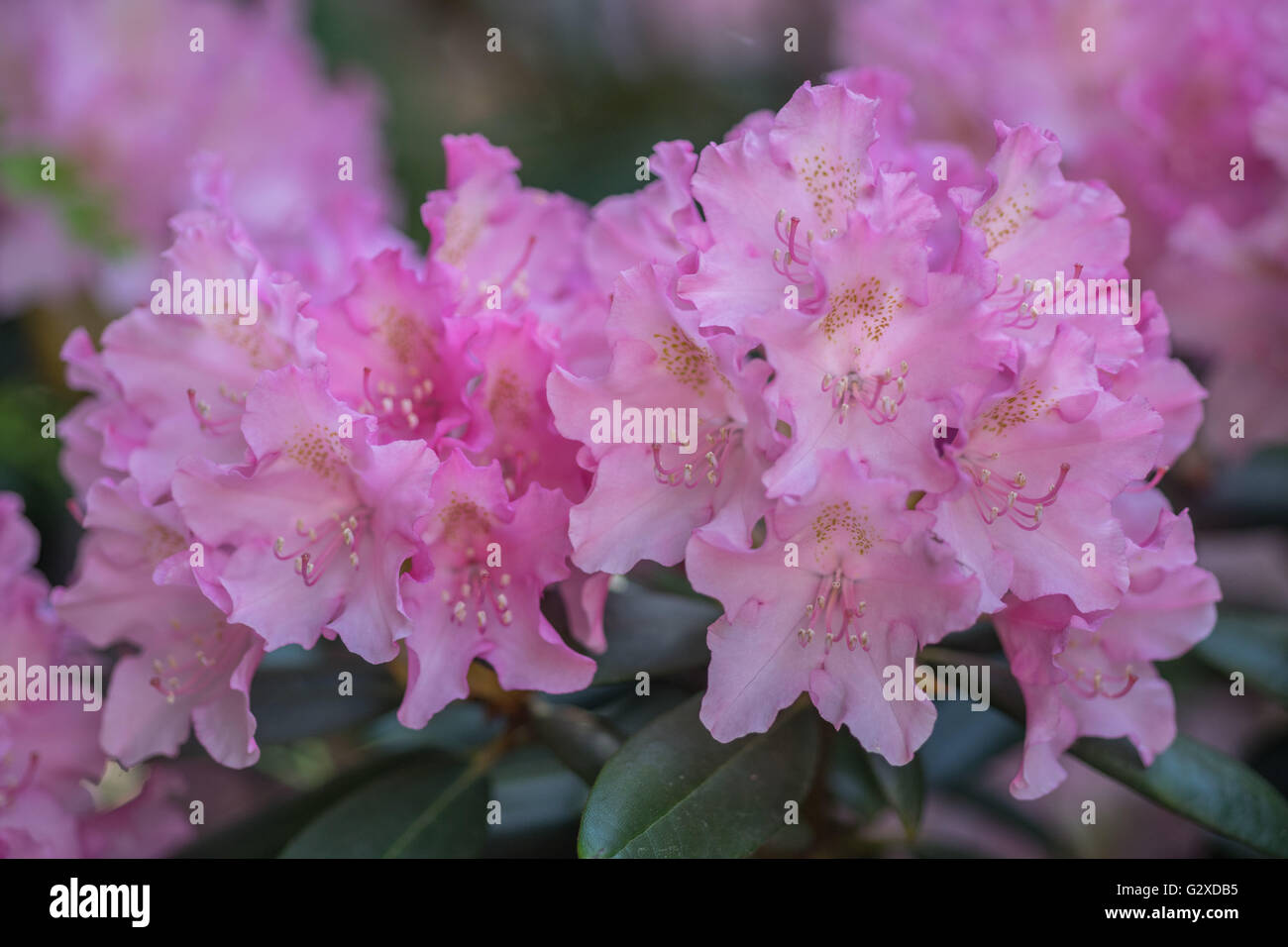 Pink Rhodos Lush pink rhododendron blossom close up Stock Photo - Alamy