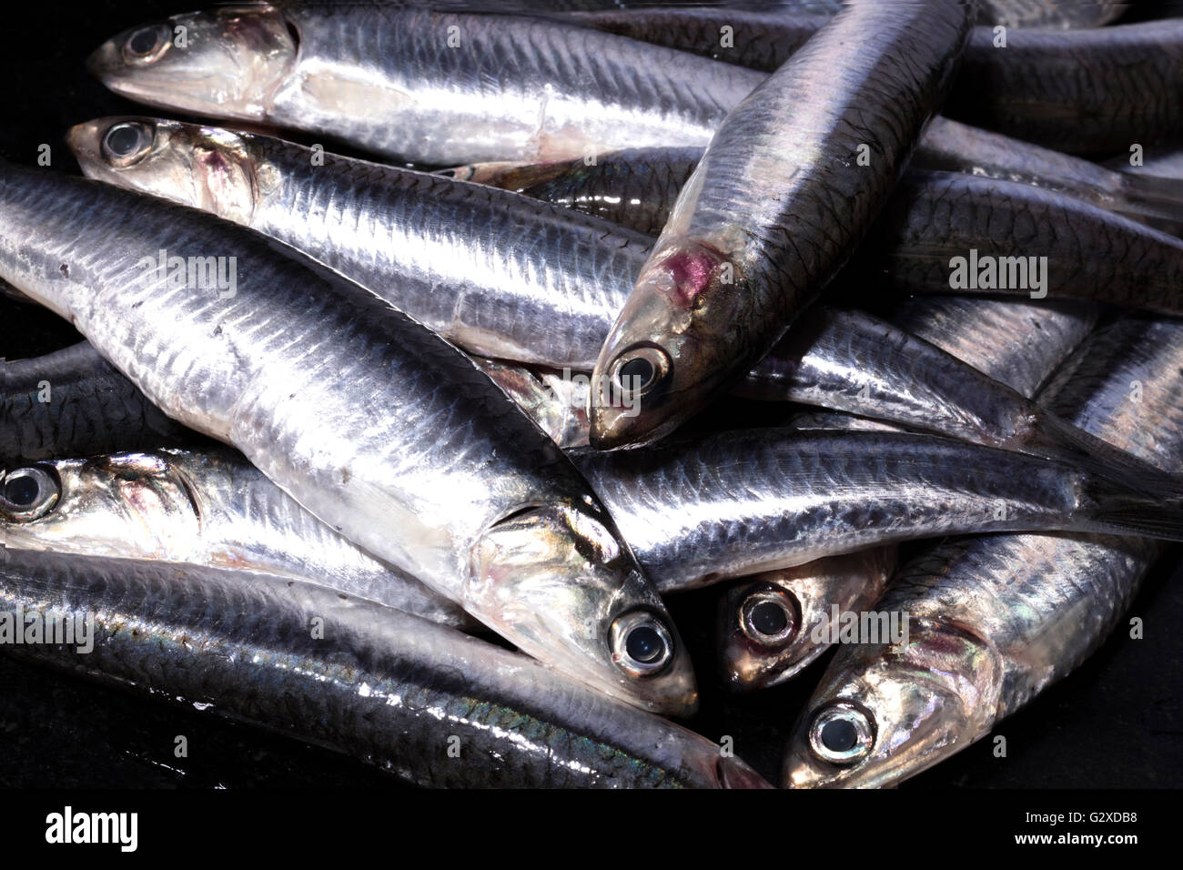 Anchovies spain hires stock photography and