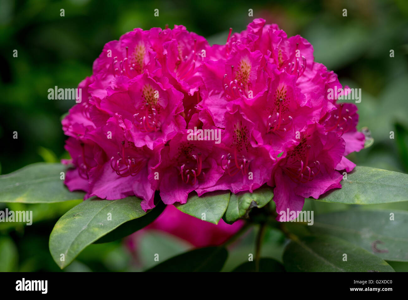 Purple pink lush rhododendron 'Germania' blossom Stock Photo