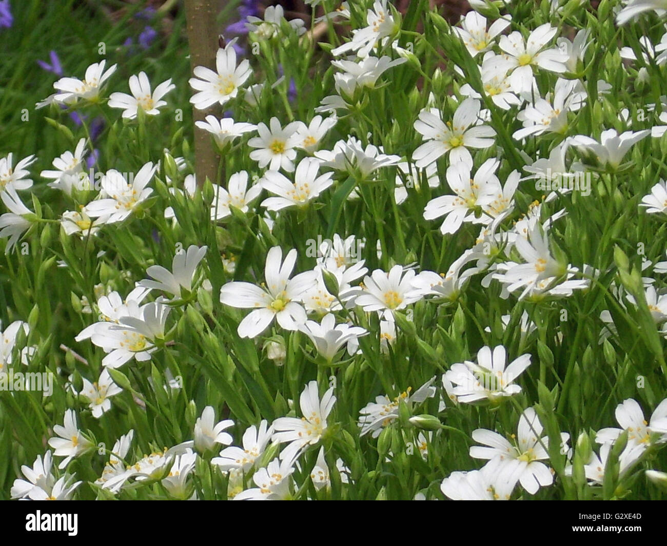 Bluebells greater stitchwort hi-res stock photography and images - Alamy