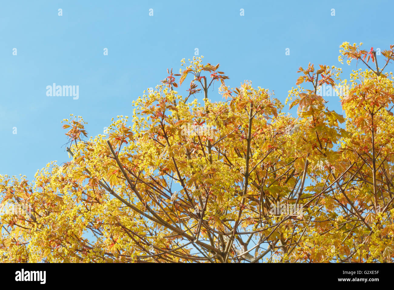 Top of flowering plane tree (Platanus) against blue sky in spring Stock Photo