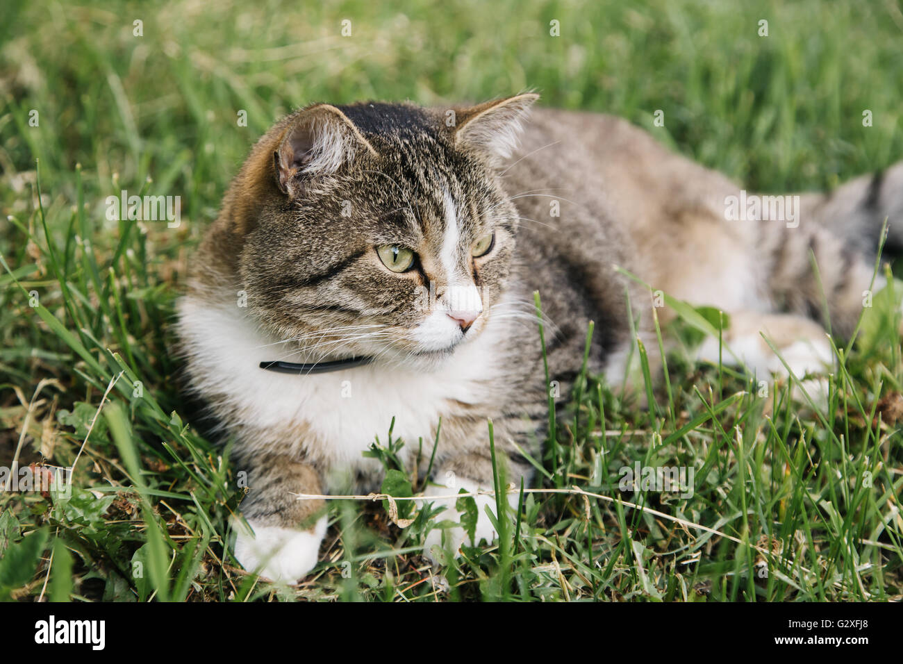 Beautiful grey cat lying on the grass outdoor Stock Photo - Alamy