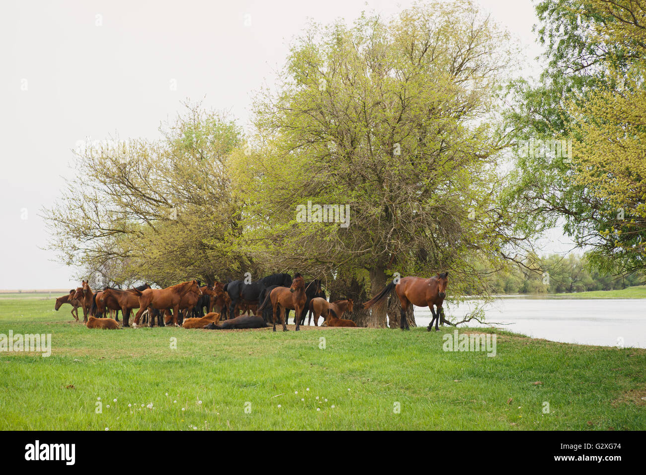 Horses harvesting grain hi-res stock photography and images - Alamy
