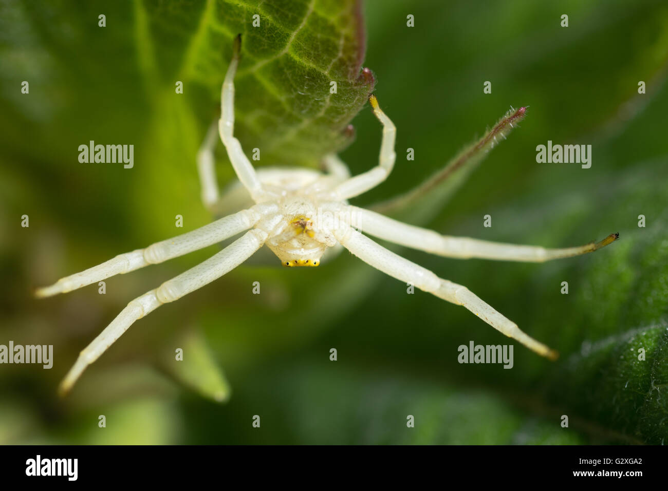 Misumena vatia crab spider upside down on leaf. A female spider in the family Thomisidae waiting for prey Stock Photo