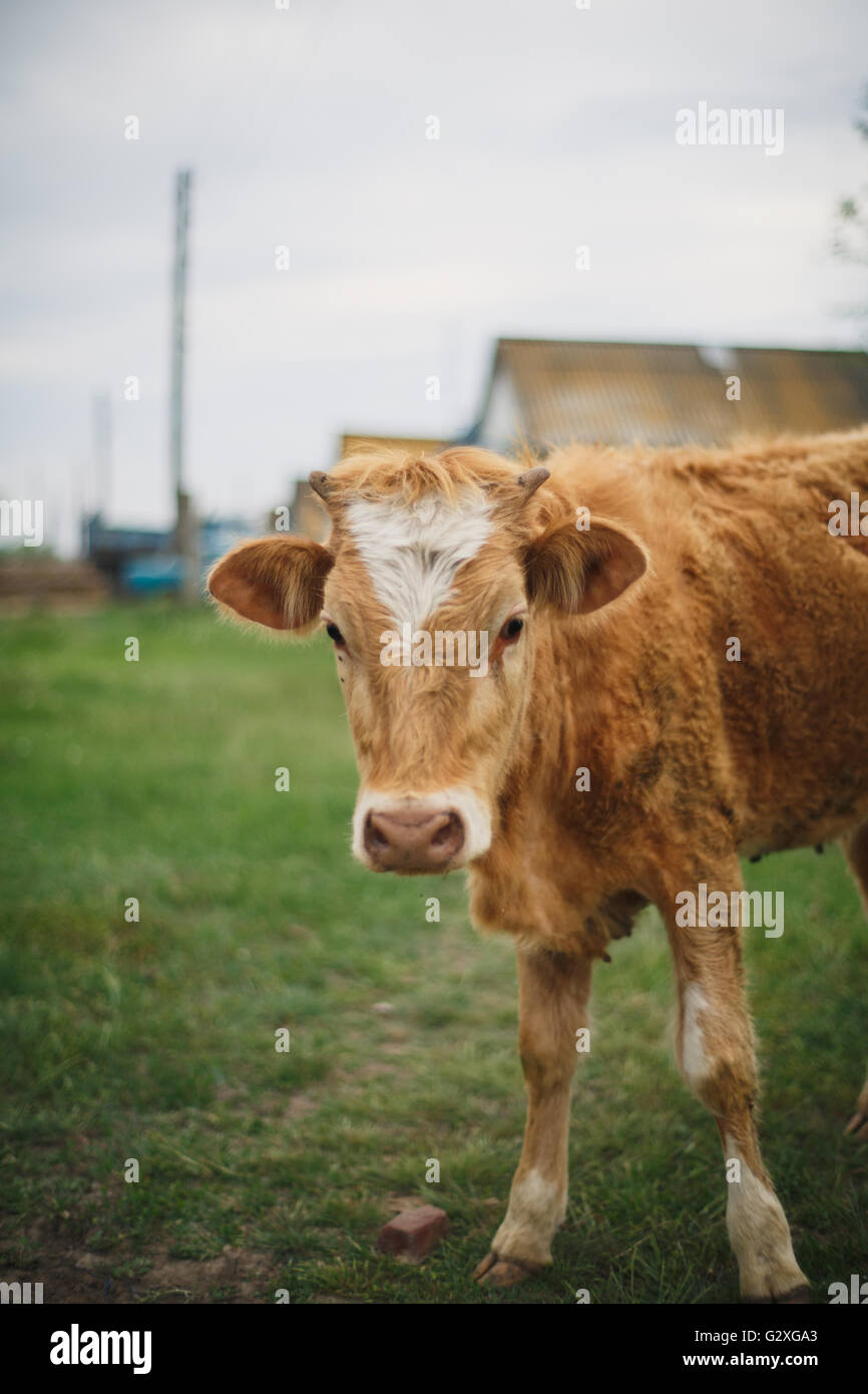 brown cow standing in the grass Stock Photo - Alamy