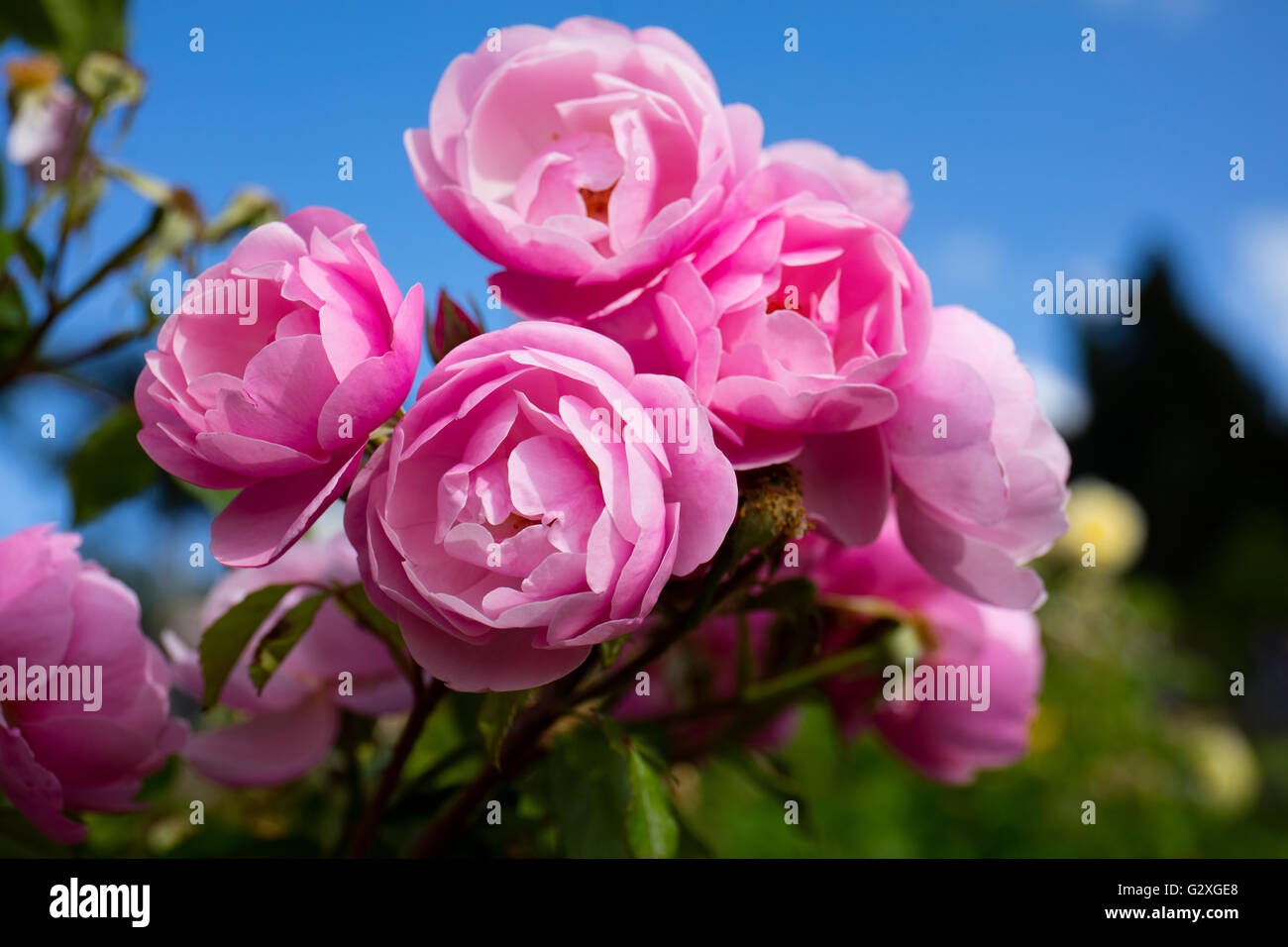 Rose pink high res hi-res stock photography and images - Alamy