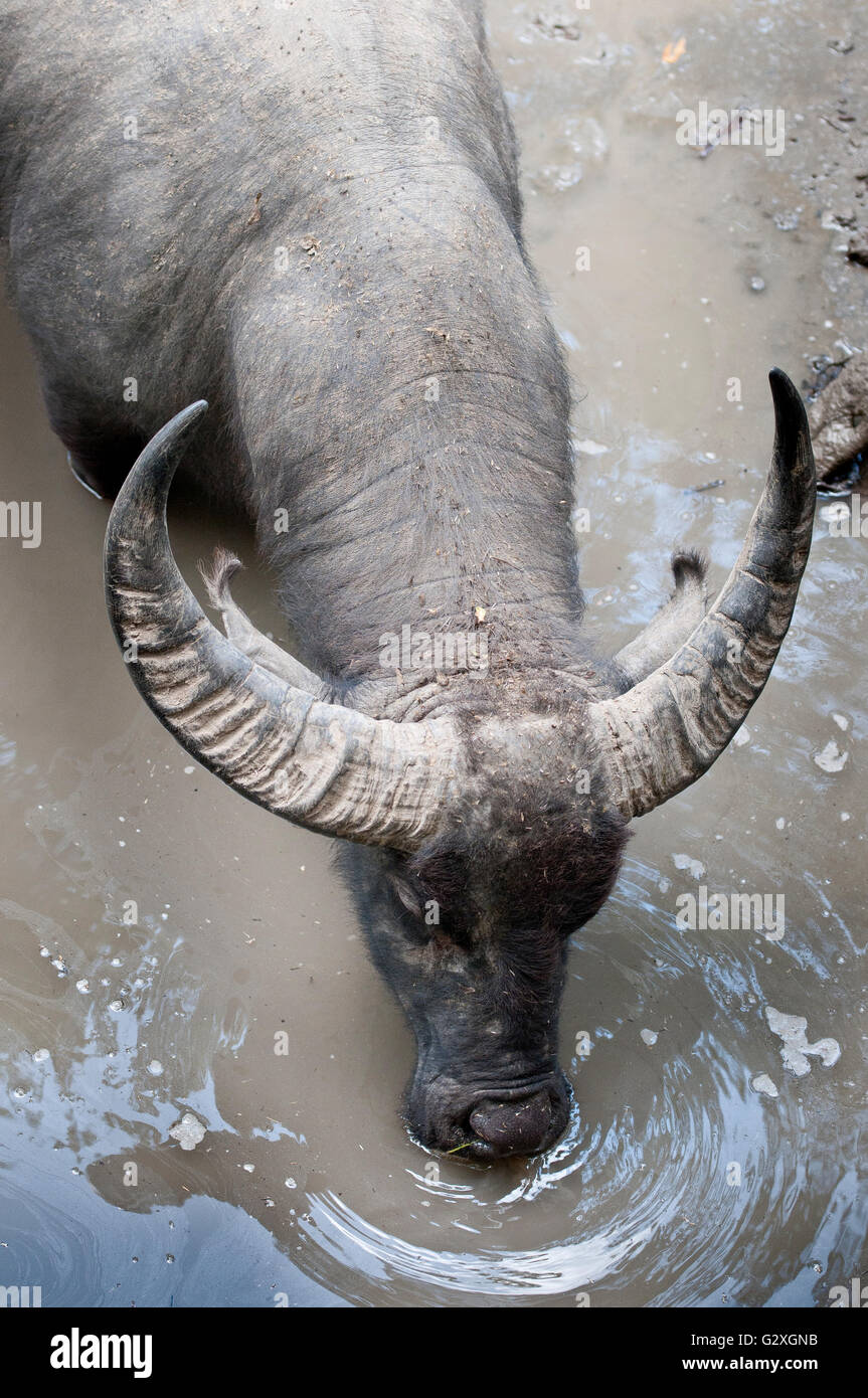 Komodo Island, Water Buffalo drinking Stock Photo Alamy