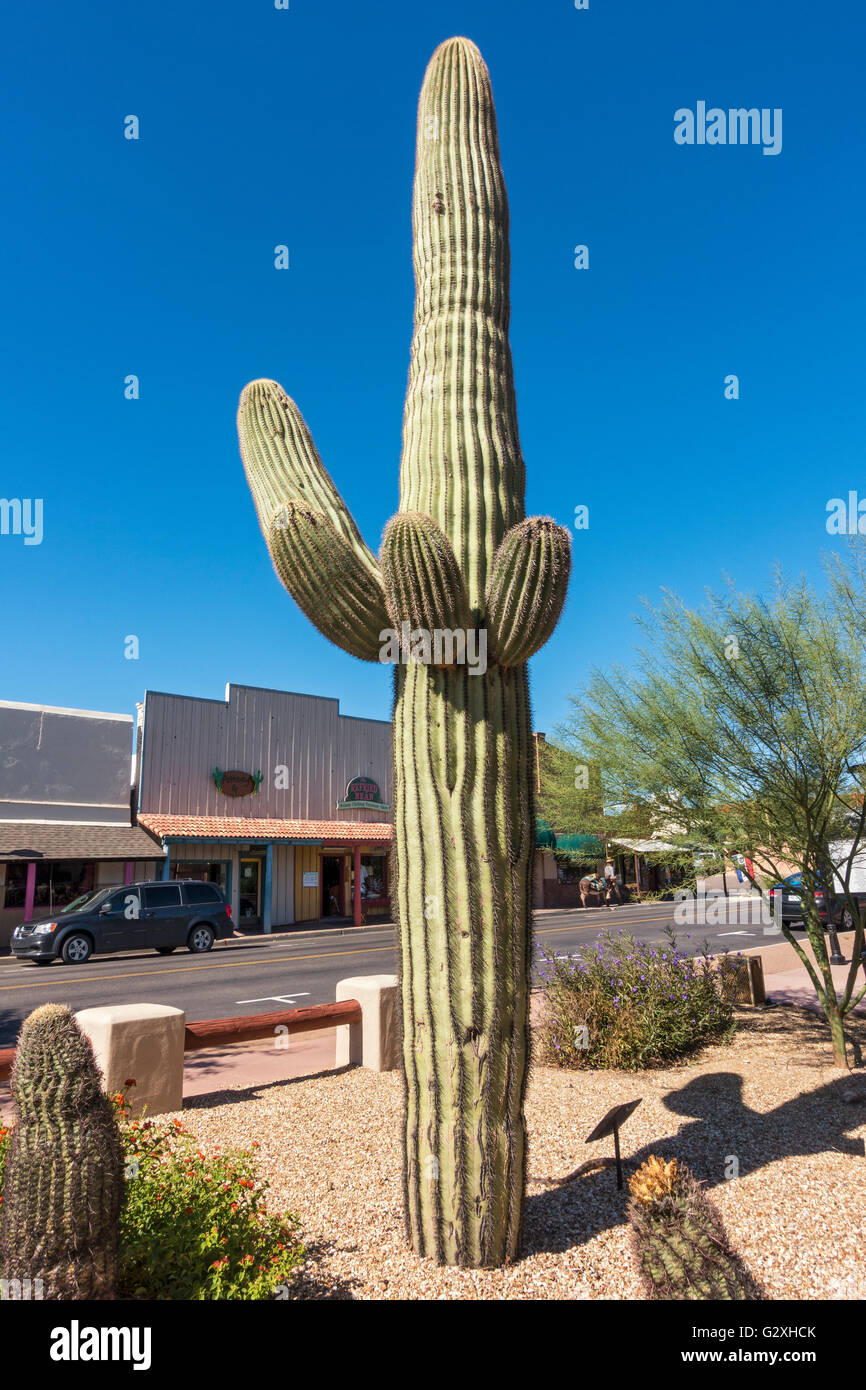 Arizona, Wickenburg, Historic Downtown, cactus Stock Photo Alamy