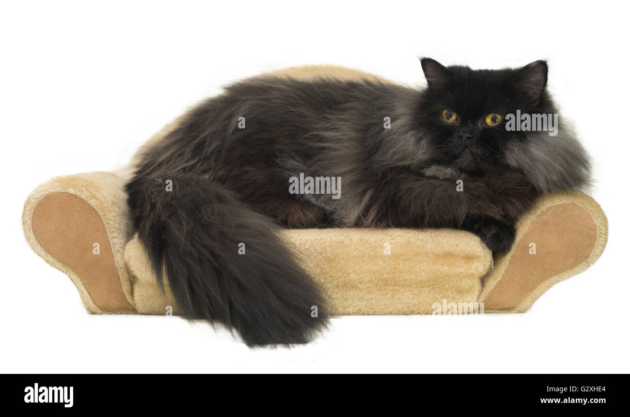 cat persian black