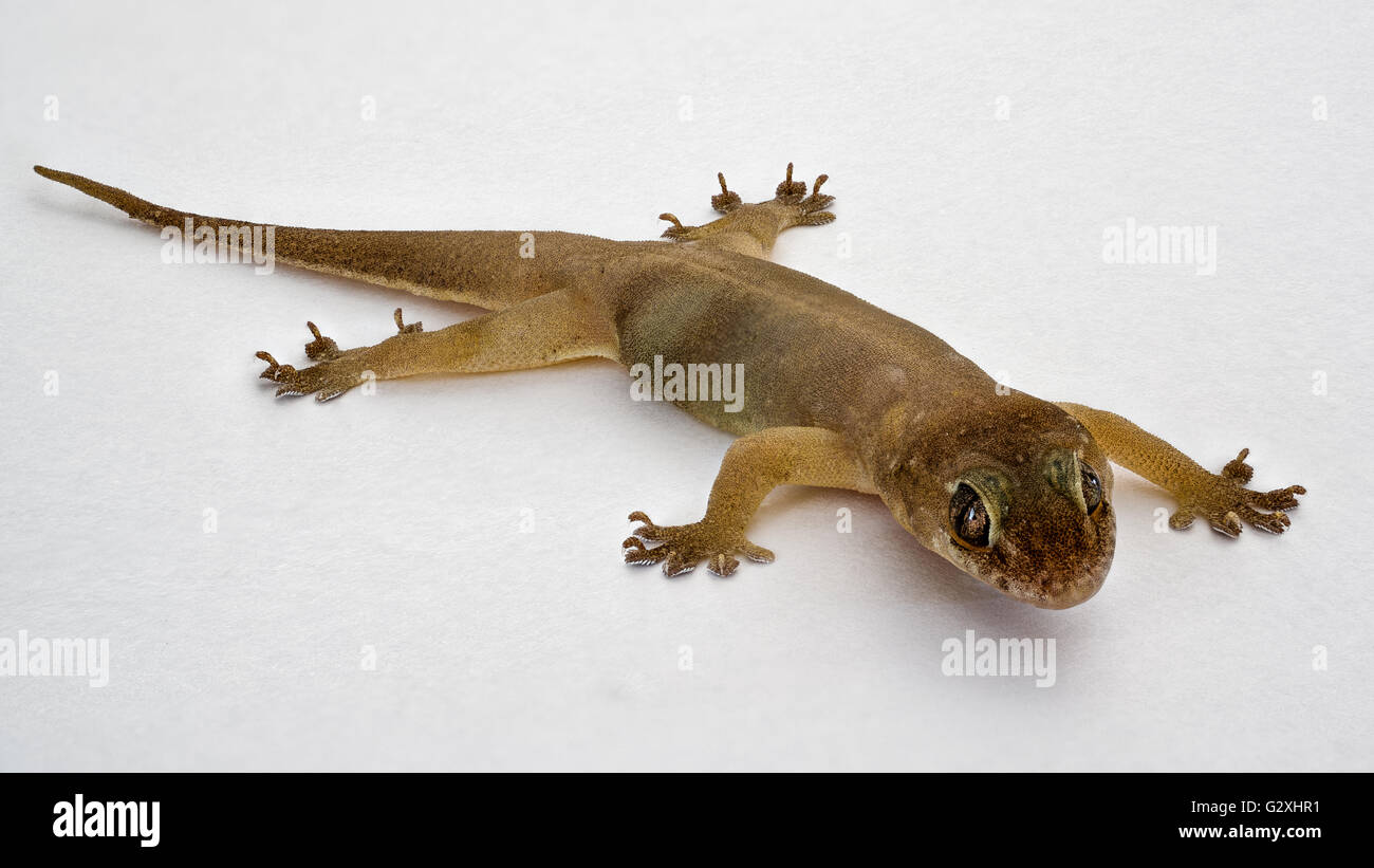Gecko Stock Photo