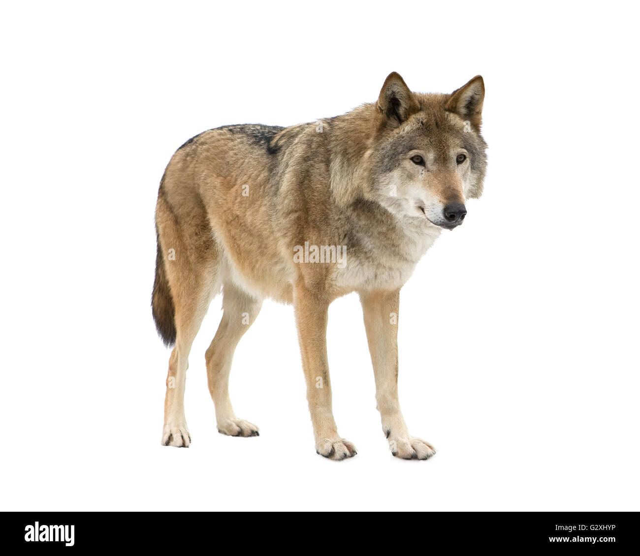 Young wolf staring at its pray. Isolated on white. Stock Photo