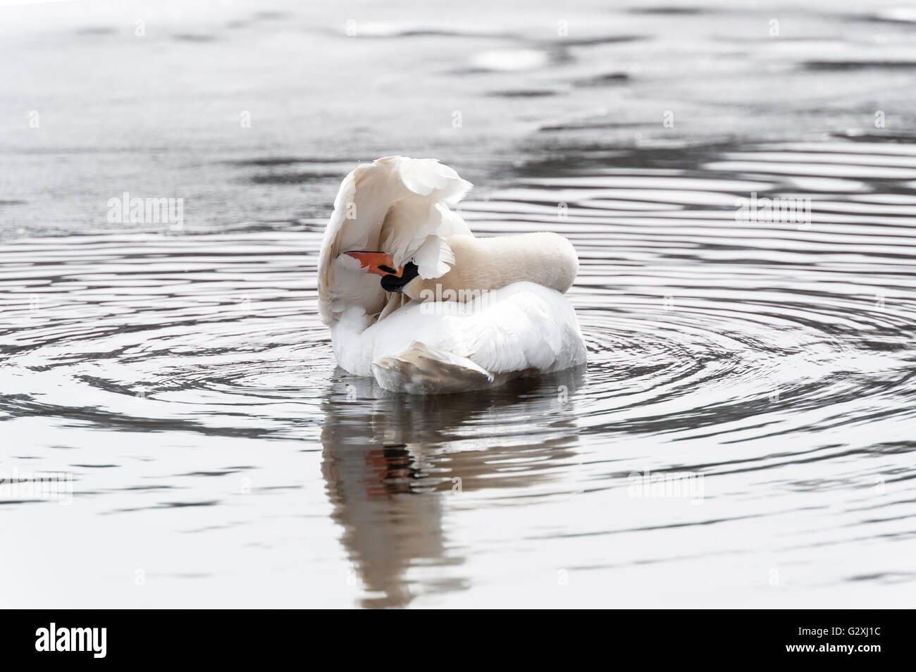 Mute Swan Stock Photo