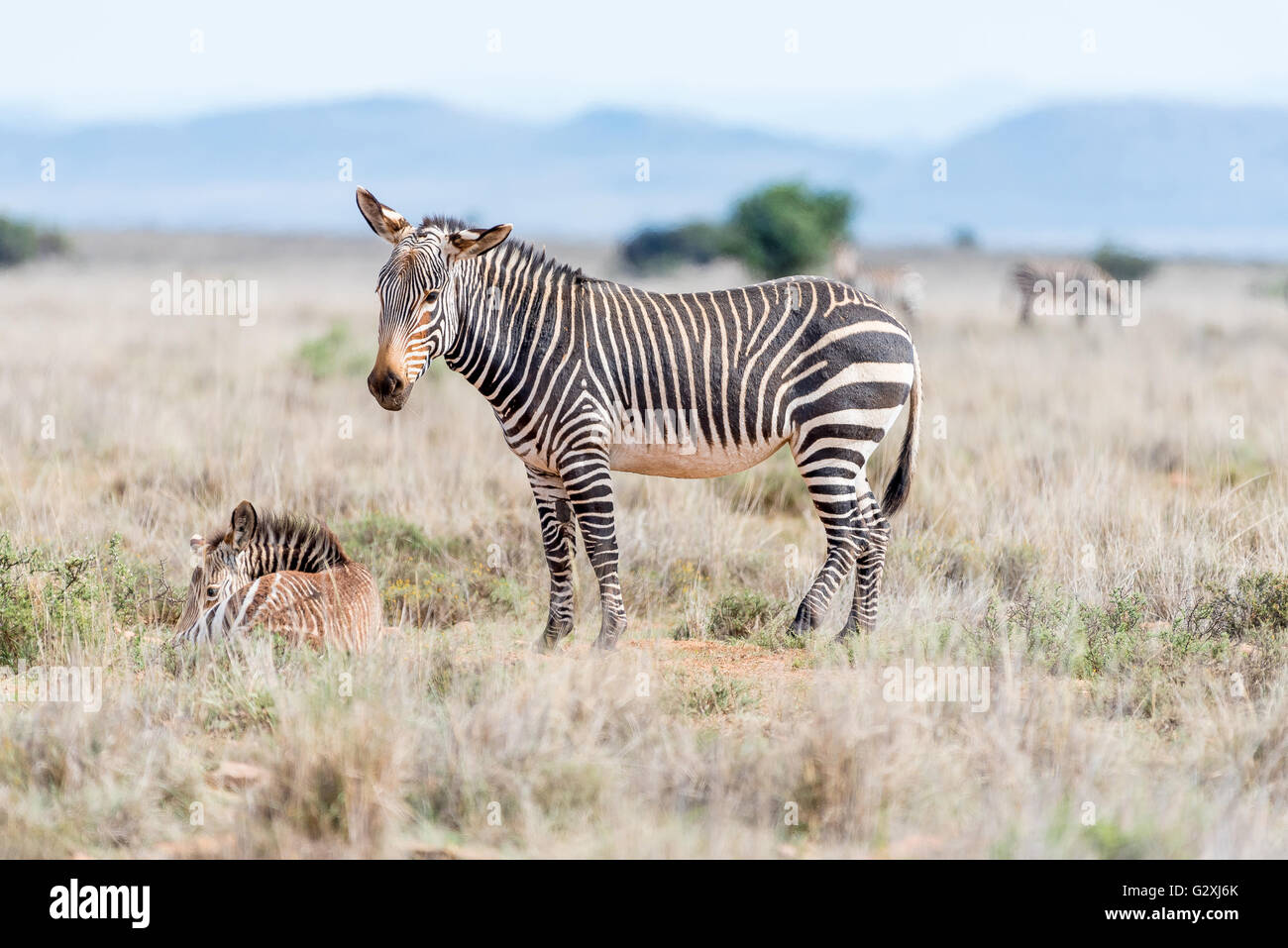 A mountain zebra mare, Equus zebra zebra, with foal laying in grass near Cradock in South Africa Stock Photo