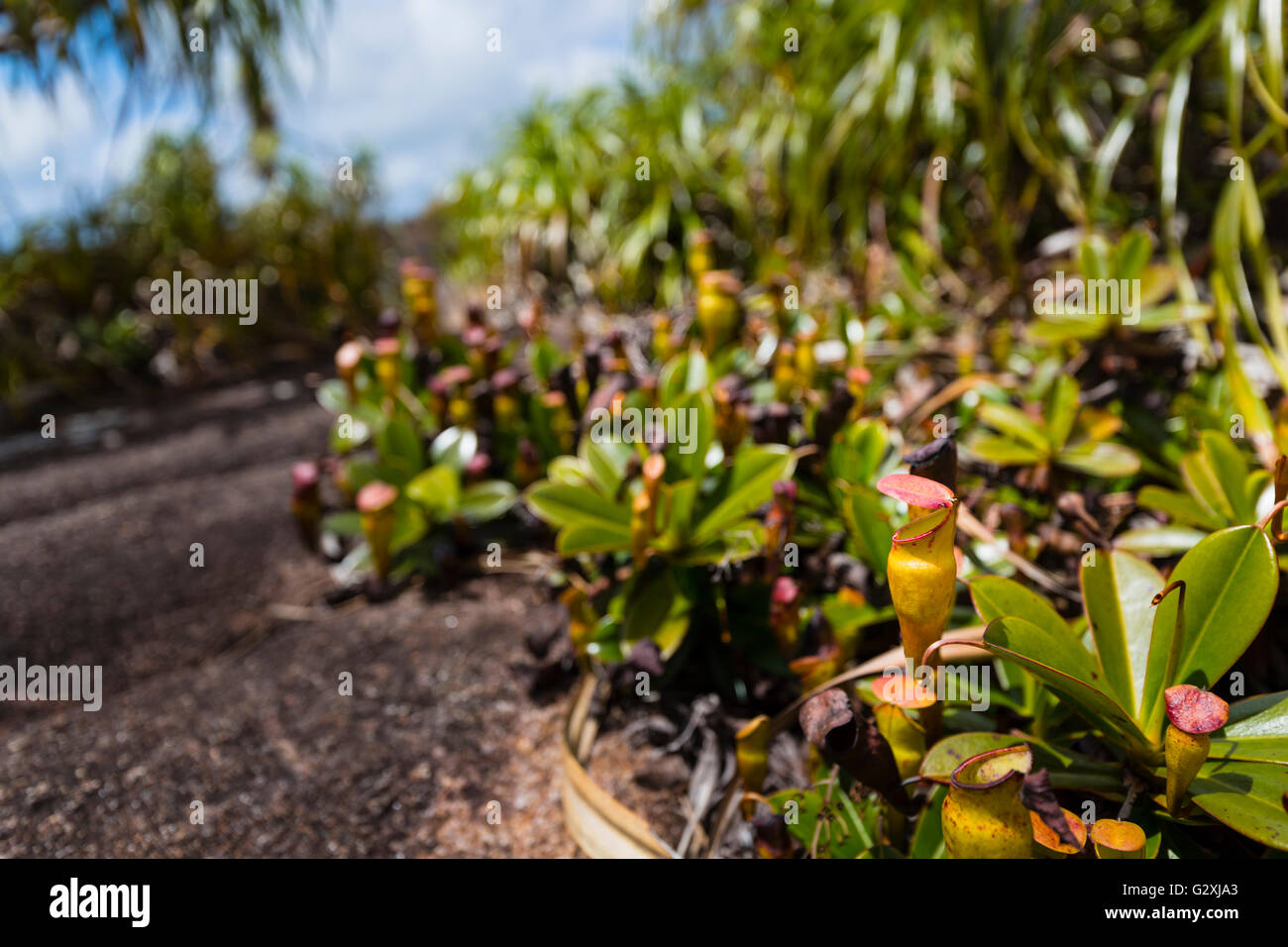 Pitcher plants hi-res stock photography and images - Alamy