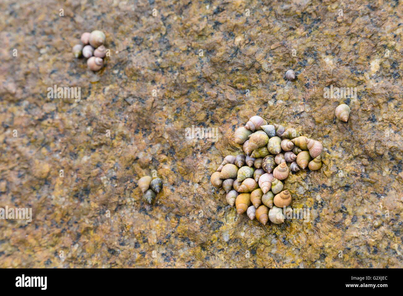 A tightly packed group of sea shells on a granite rock in La Digue, Seychelles Stock Photo