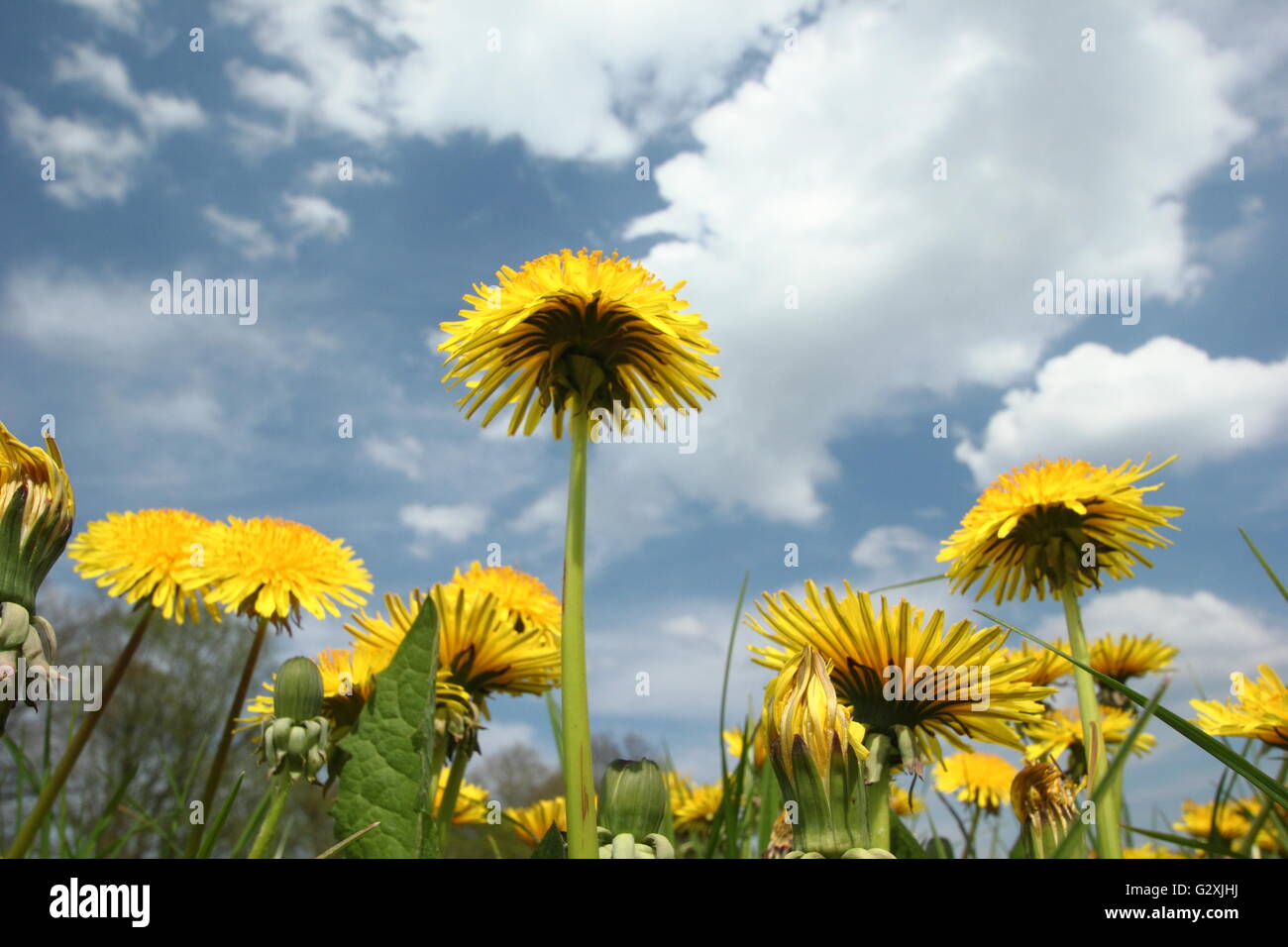 Dandelions (taraxacum officinale) flowering in a meadow on a sunny spring day in Derbyshire, England UK - May Stock Photo