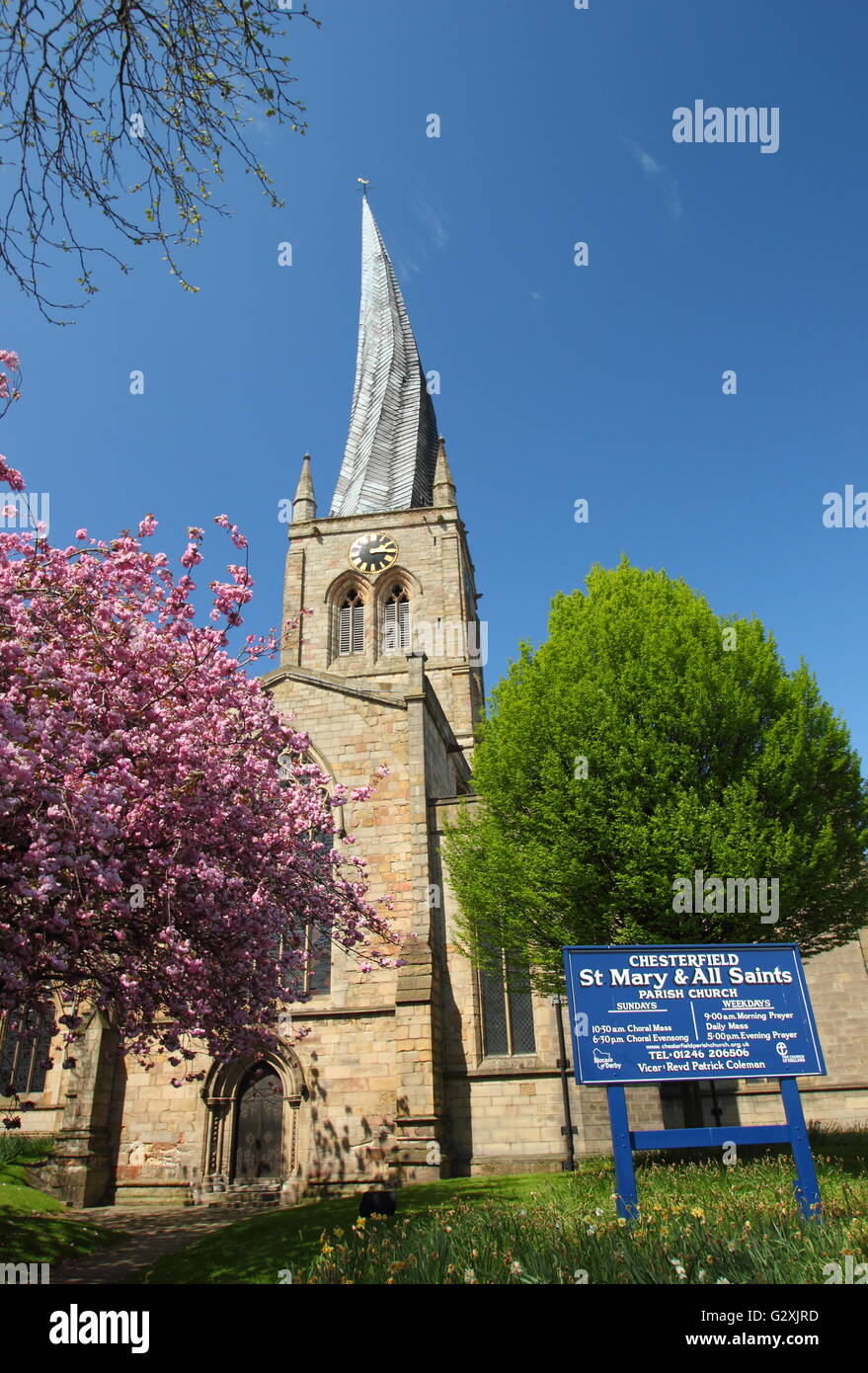Cherry blossom near the twisted spire of Saint Mary and All Saints church in Chesterfield, Derbyshire on a sunny, spring day, UK Stock Photo