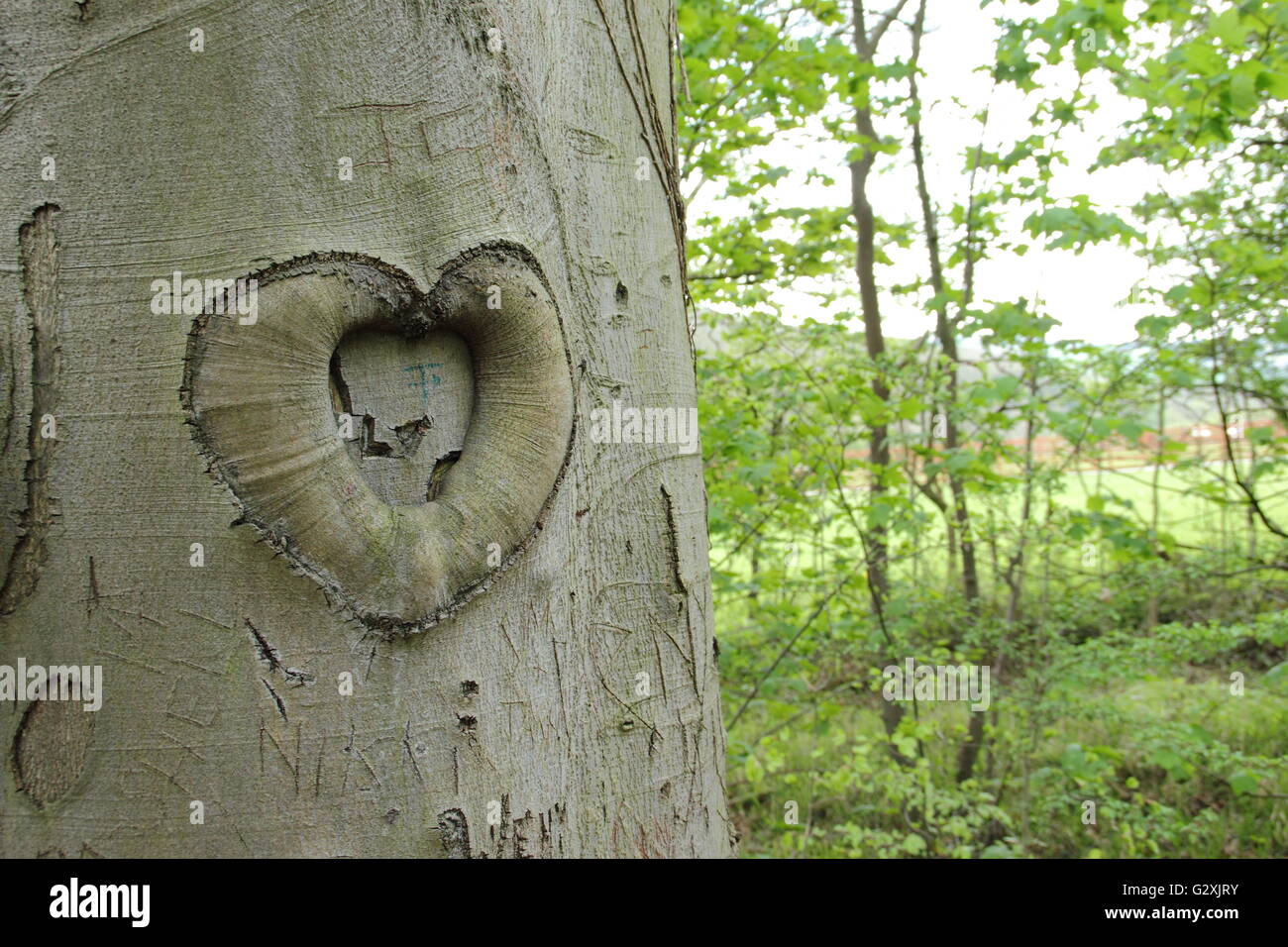 A tree trunk carved with a love heart looking to trees in a deciduous woodland on a sunny spring day, Derbyshire England UK Stock Photo